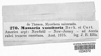 Massaria vomitoria image